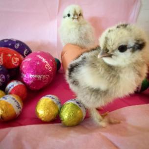 943827_1147545101936641_7790160965115442997_n